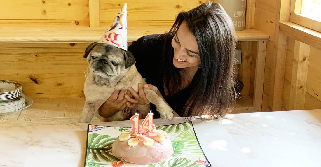 Torta di compleanno per cani, senza Cottura in forno