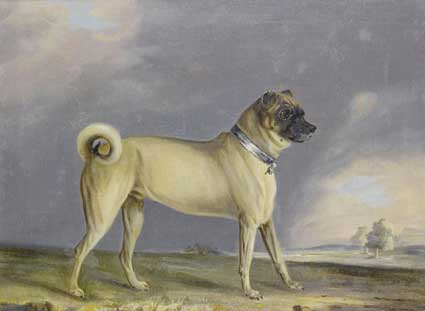 cane carlino raffigurato nell’arte del XIX 