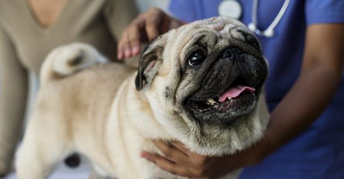 La Guida definitiva sui vaccini per il tuo cane carlino - Il carlino a modo  mio